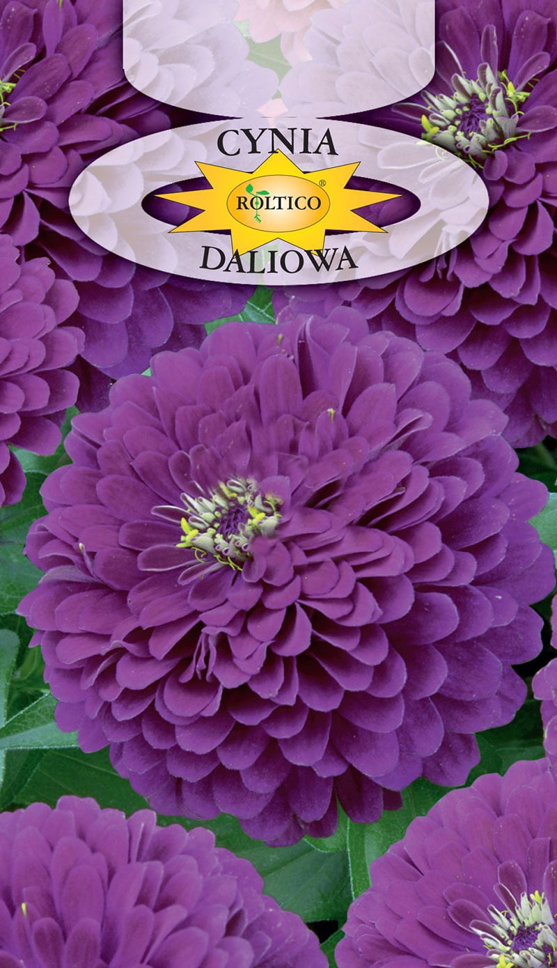 Cynia wytworna daliowa - Fioletowa