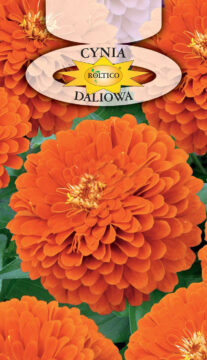 Cynia wytworna daliowa - Pomarańczowa