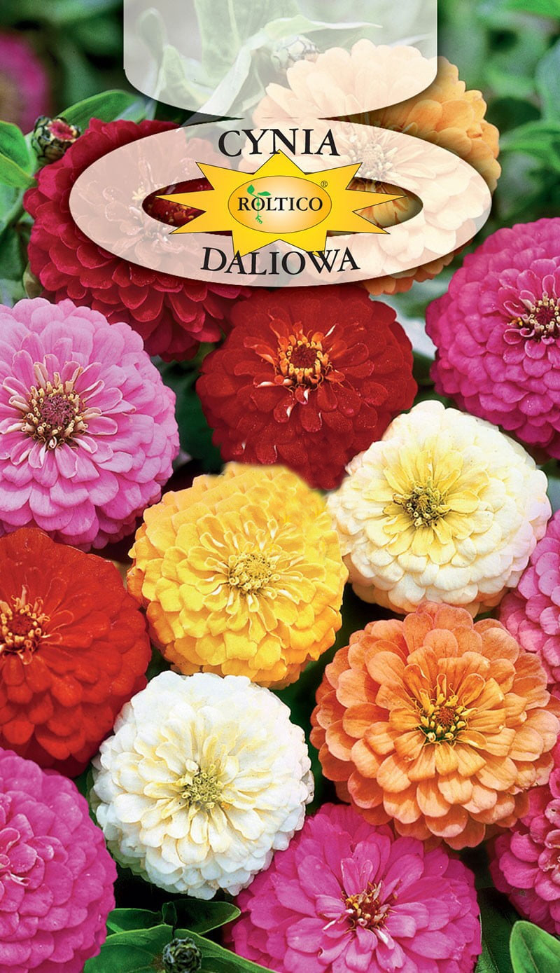 Cynia wytworna daliowa - Mieszanka