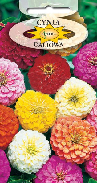 Cynia wytworna daliowa - Mieszanka - obrazek 2