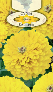 Cynia wytworna daliowa - Żółta