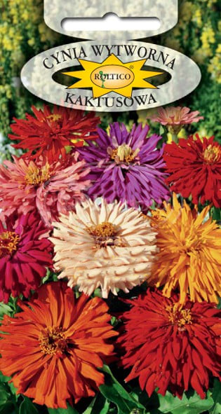 Cynia wytworna kaktusowa - Mieszanka - obrazek 2