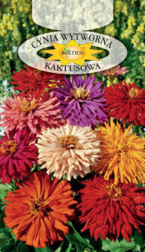 Cynia wytworna kaktusowa - Mieszanka