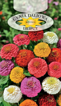 Cynia wytworna daliowa - Karłowa - Liliput