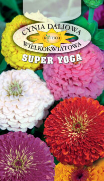 Cynia o dużych kwiatach - Mieszanka (Super Yoga)