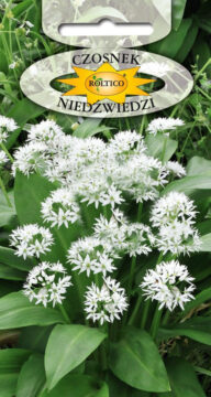 Czosnek Niedźwiedzi