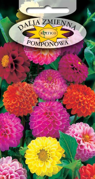 Dalia zmienna pomponowa - Mieszanka - obrazek 2