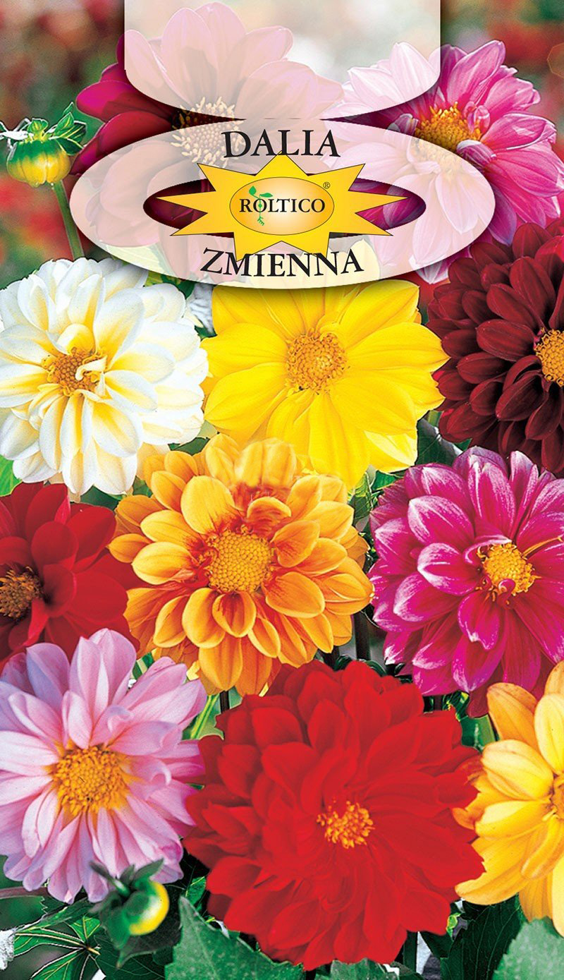 Dalia zmienna - Unwins - mieszanka