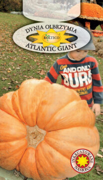 Dynia olbrzymia Atlantic Giant