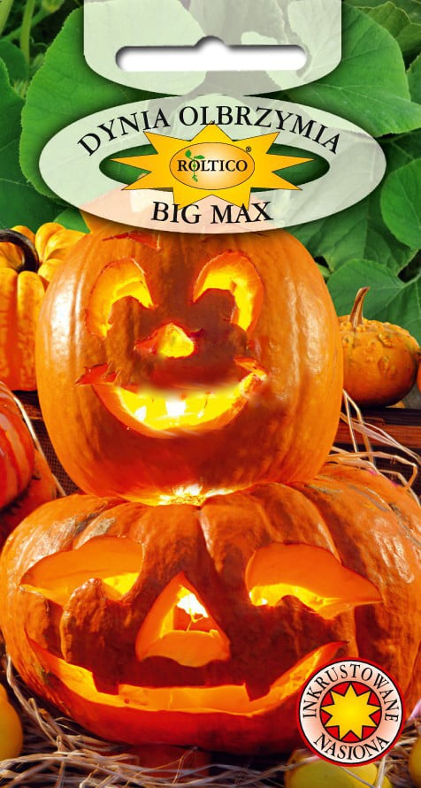 Dynia olbrzymia Big Max