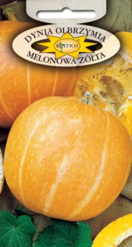 Dynia olbrzymia Melonowa Żółta