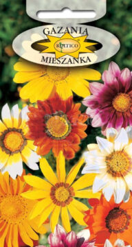 Gazania - Mieszanka