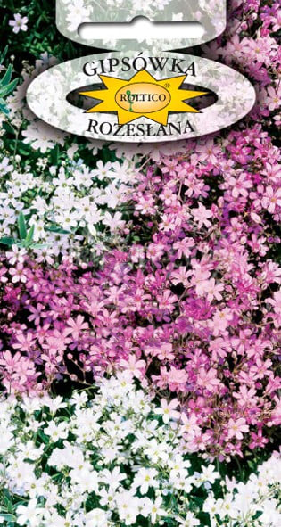 Gipsówka rozesłana - Biało-różowa