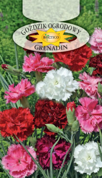 Goździk ogrod. Grenadin - Mieszanka