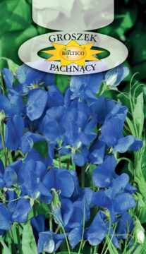 Groszek pachnący - Niebieski