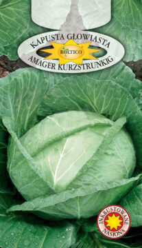 Kapusta głowiasta biała Amager Kurzstrunkig