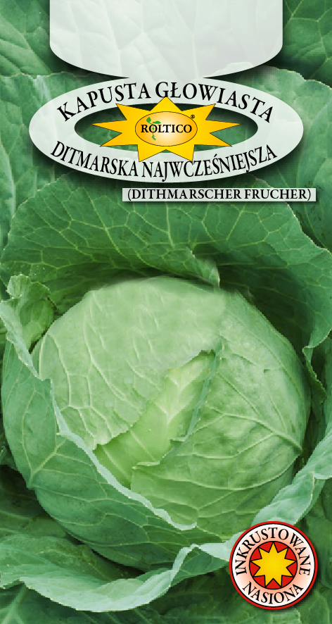 Kapusta głowiasta Ditmarscher Forcing (Ditmarska najwcześniejsza) - obrazek 2