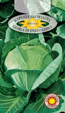 Kapusta głowiasta biała Sława Gloria di Enkhuizen2