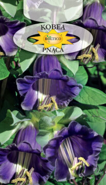 Kobea pnąca - Fioletowa