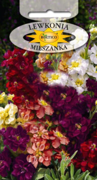 Lewkonia letnia - Mieszanka