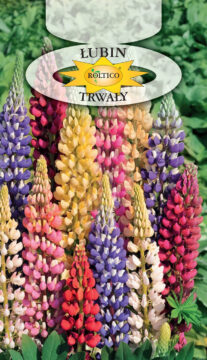 Łubin trwały - Mieszanka