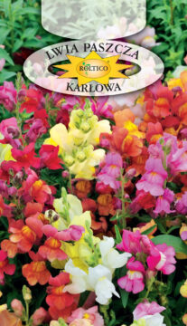 Lwia paszcza - Karłowa - mieszanka