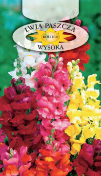 Lwia paszcza - Wysoka - mieszanka