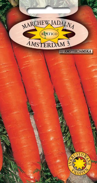 Marchew Amsterdam 3 - Amsterdamska - obrazek 2