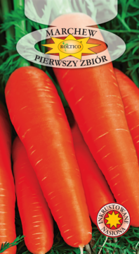 Marchew Pierwszy Zbiór