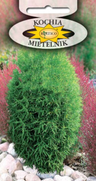 Mietelnik - Cyprus letni