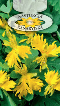 Nasturcja kanaryjska - Żółta