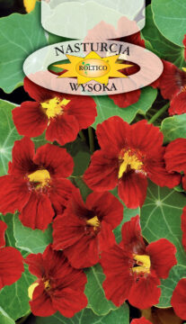 Nasturcja - Wysoka - czerwona