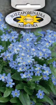 Niezapominajka alpejska - Niebieska