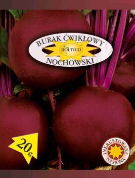 Burak ćwikłowy Nochowski