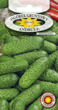 Ogórek gruntowy Andrus - mieszaniec F1 - kwaszeniak