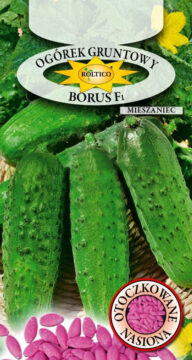 Ogórek gruntowy Borus - mieszaniec F1
