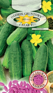 Ogórek gruntowy Cezar - mieszaniec F1