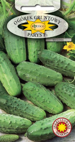 Ogórek gruntowy Parys - mieszaniec F1 - obrazek 2