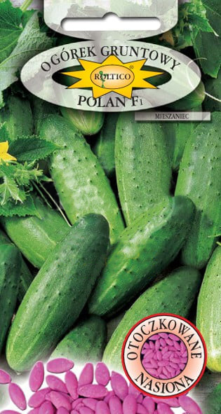 Ogórek gruntowy Polan - mieszaniec F1 - obrazek 2