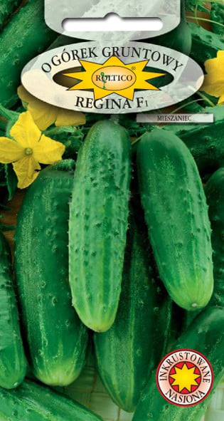 Ogórek gruntowy Regina - mieszaniec F1 - obrazek 2