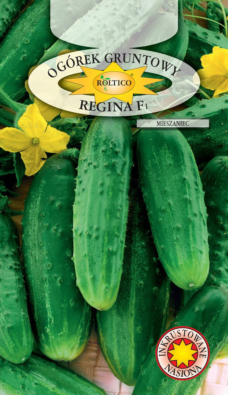 Ogórek gruntowy Regina - mieszaniec F1