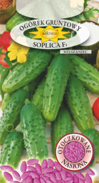 Ogórek gruntowy Soplica - mieszaniec F1