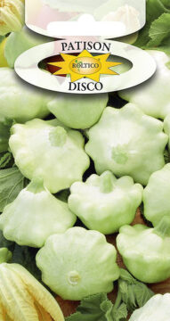 Dynia Zw. Patison Disco