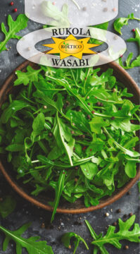 Rukola Wasabi