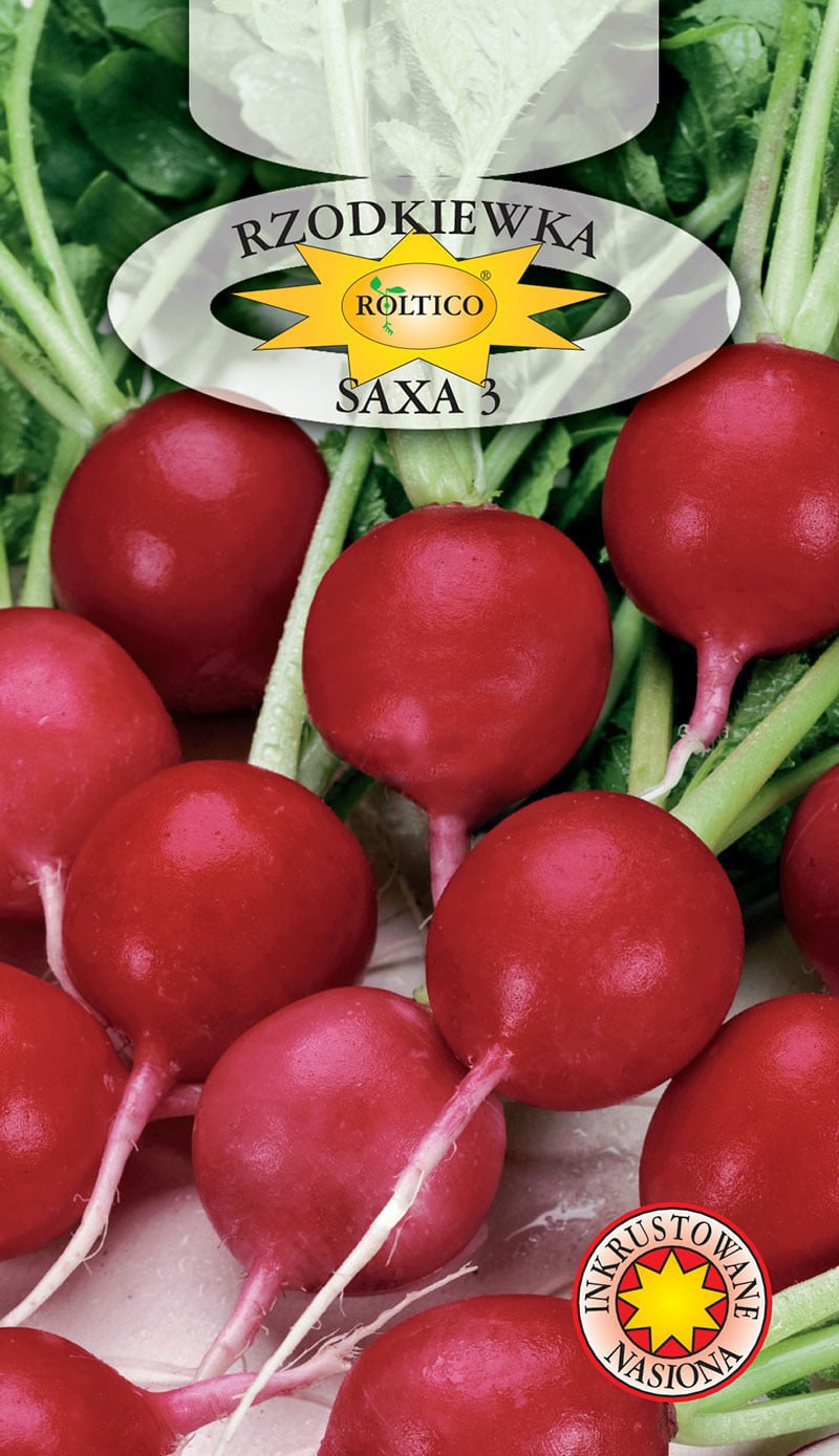 Rzodkiewka Saxa 3
