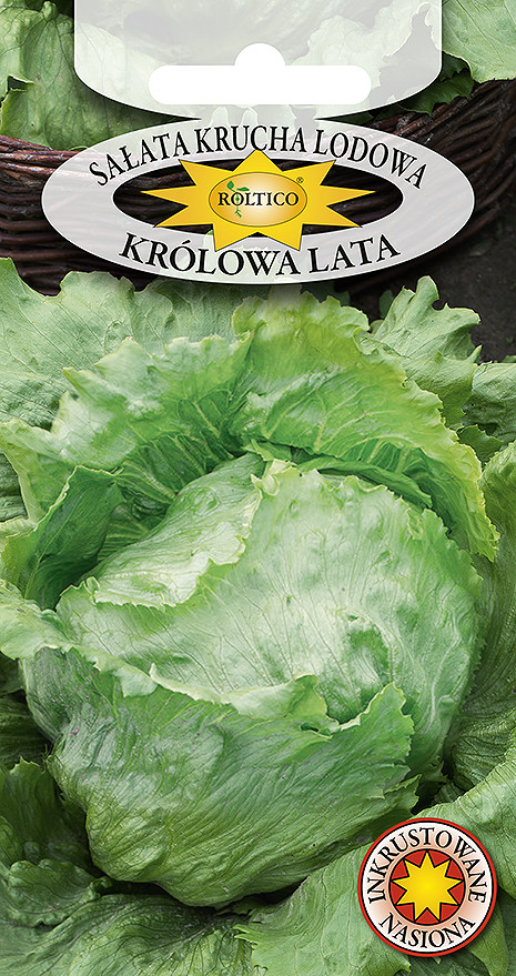 Sałata Krucha Lodowa Królowa Lata