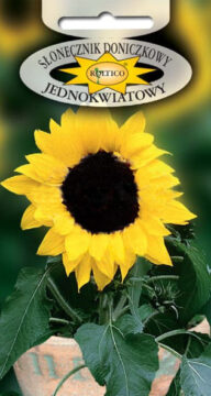 Słonecznik doniczkowy - Jednokwiatowy