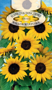 Słonecznik doniczkowy - Wielokwiatowy