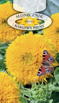 Słonecznik ozdobny - Karłowy pełny