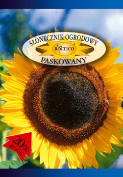 Słonecznik ogrodowy - Paskowany